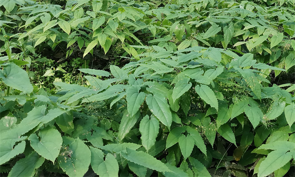 Epimedium Extract.jpg