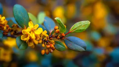 How to Use Berberis Extract and Berberine HCl for Optimal Health Benefits