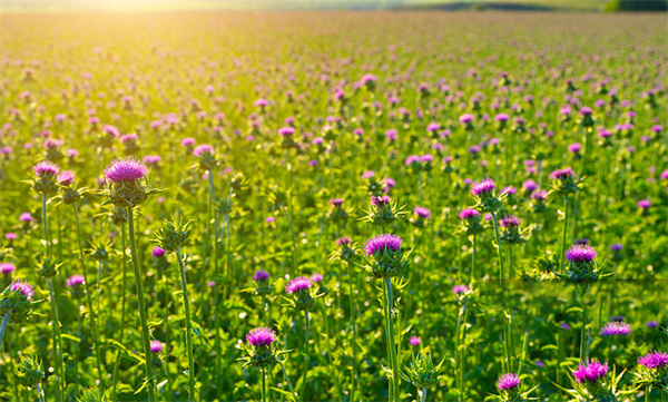 Milk Thistle Extract.jpg