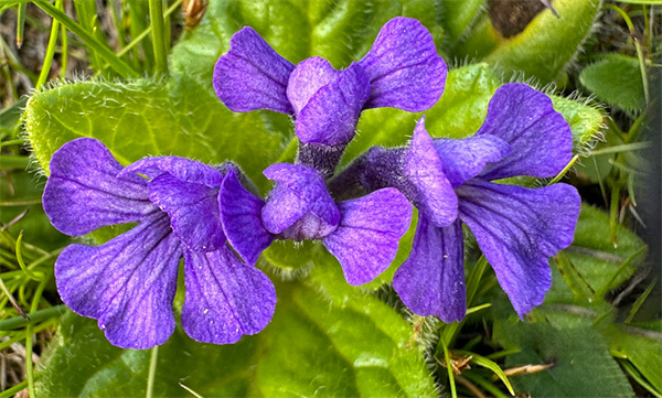 Ajuga Extract.jpg