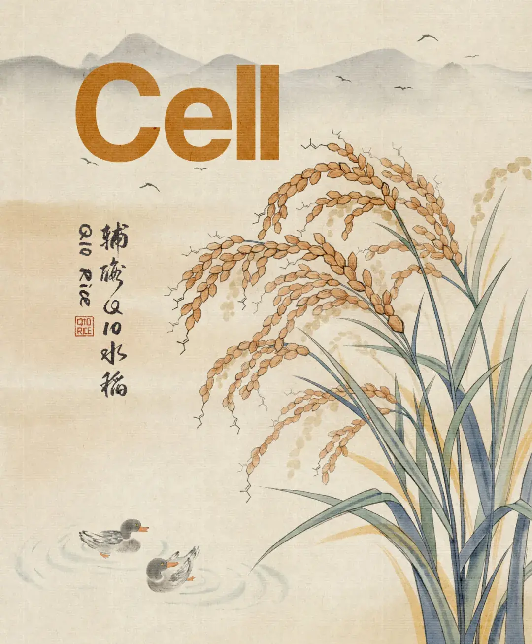 New CoQ10 Rice Variety Developed by Chen Xiaoya’s Team in Cell