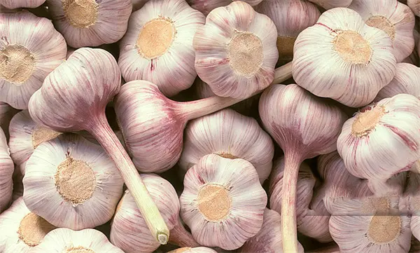 Garlic Extract.jpg