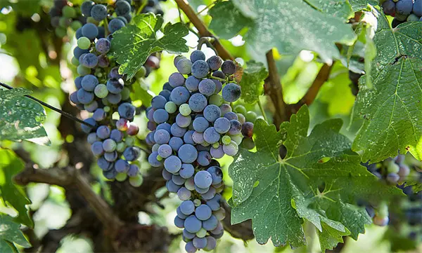 Grape Seed Extract.jpg