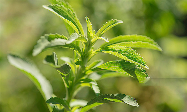 Stevia Leaf Extract.jpg