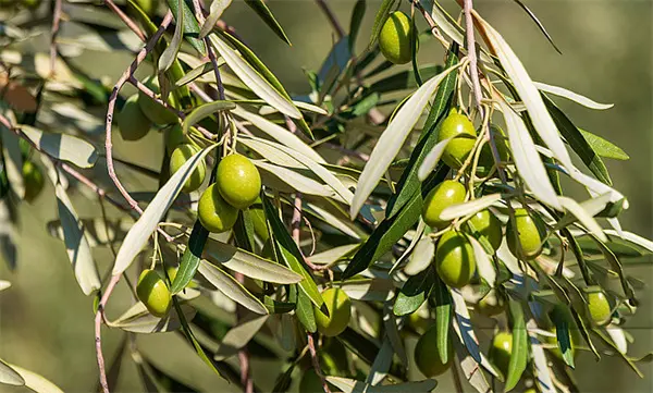 Olive Leaf Extract.jpg