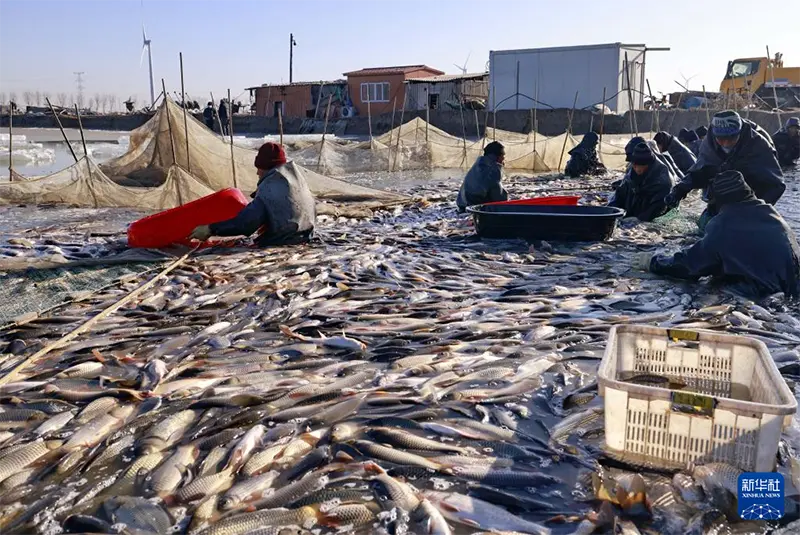 Berberine Hydrochloride: A Game-Changer for Aquaculture Health