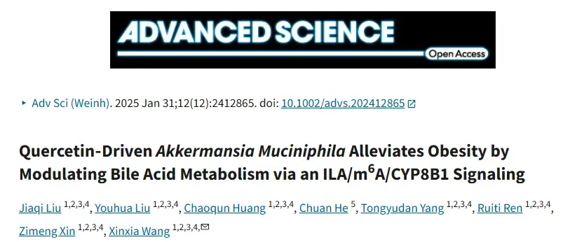 Groundbreaking Study Reveals Novel Gut-Liver Pathway for Quercetin’s Anti-Obesity Effects