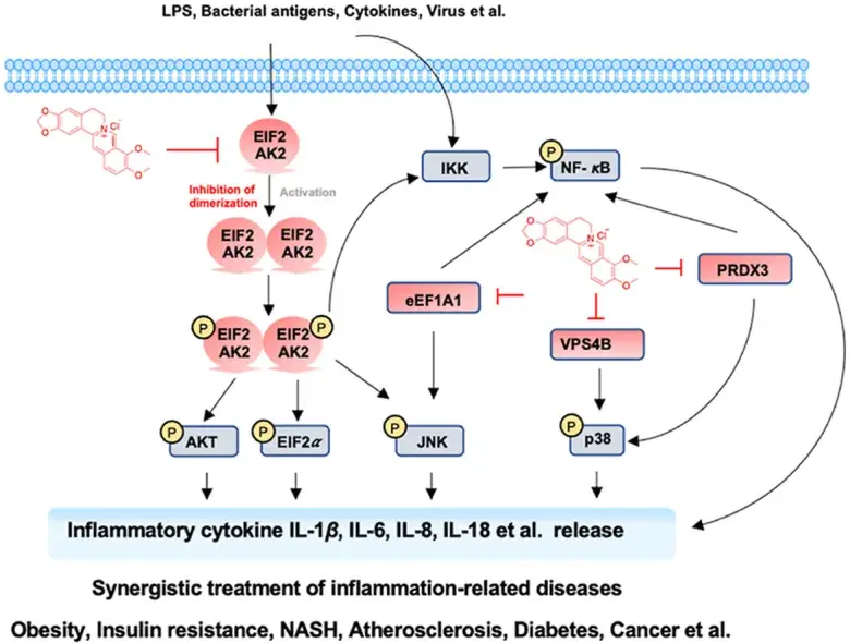 Discovery of EIF2AK2 as a Direct Key Target for Berberine’s Anti-Inflammatory Effects