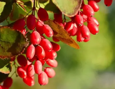 Berberine's Neuroprotective Effects: New Advances in Research