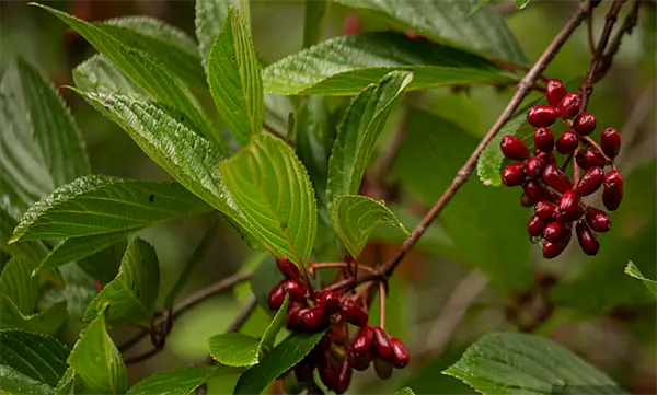 Berberis.png