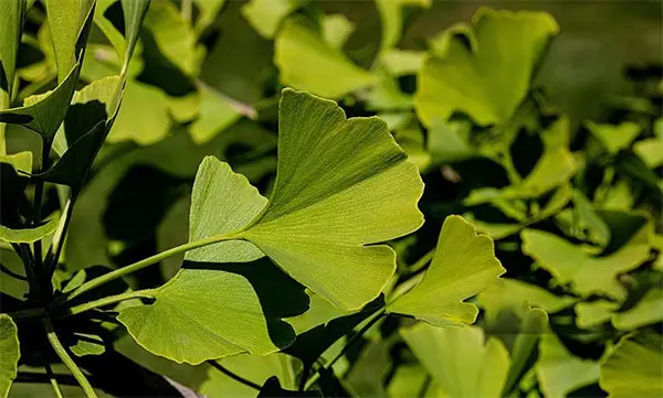Ginkgo Biloba Extract.jpg