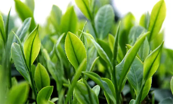 Green Tea Extract.jpg