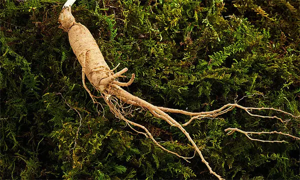 Panax Ginseng Extract.jpg