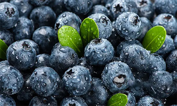 European Bilberry Extract.jpg